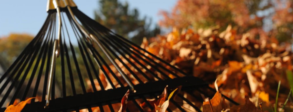 collecte de feuilles, automne, Ville de Magog