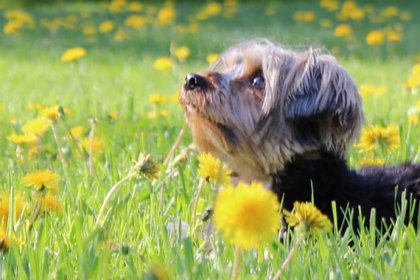 Renouvellement licences animaux, SPA, Magog