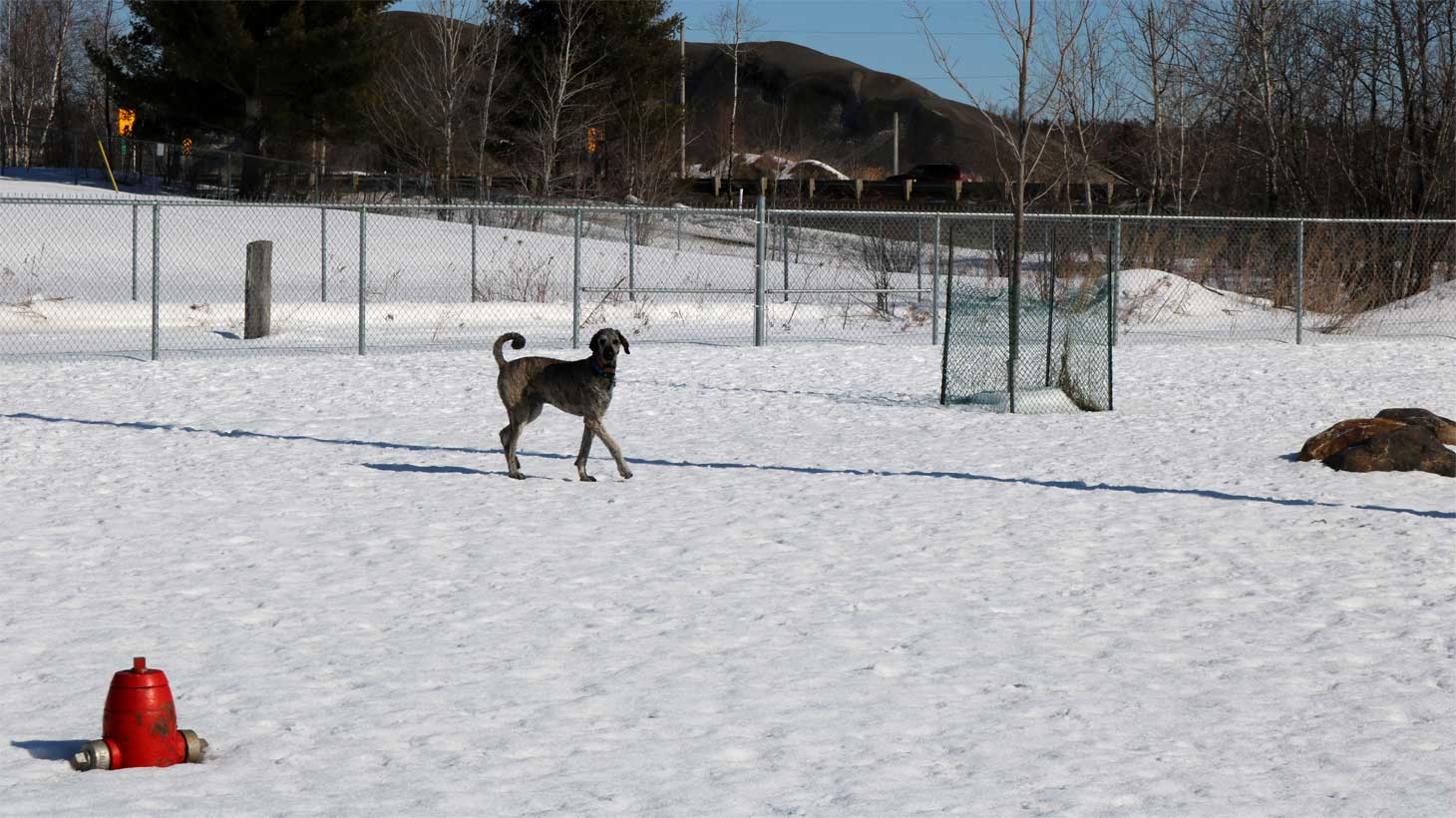 Parc canin Ville de Magog