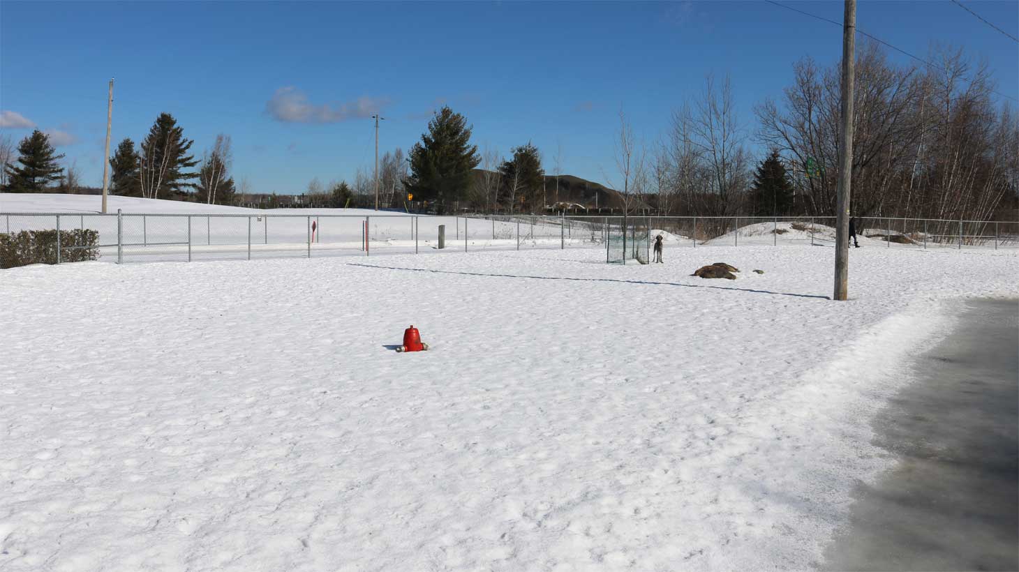 Parc canin | Hiver | Ville de Magog