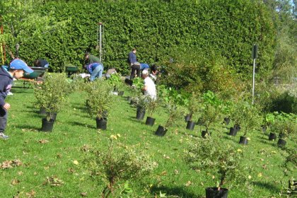 Bande riveraine, plants distribution
