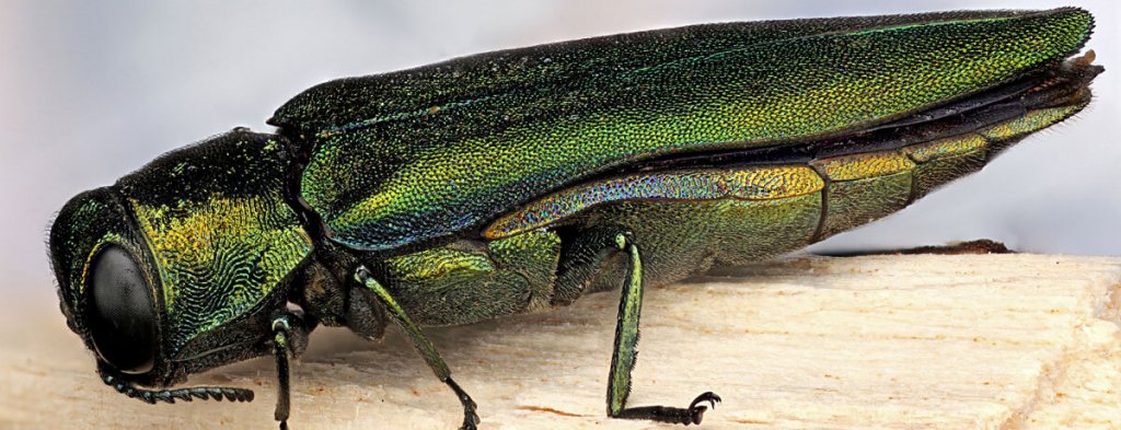 Magog adopte une stratégie pour prévenir et lutter contre l’agrile du frêne