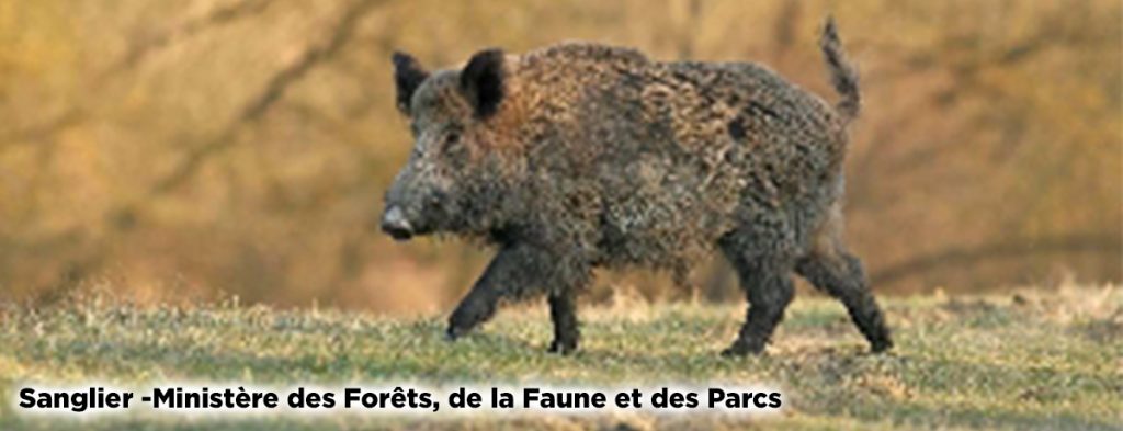 Actualité | Sanglier en liberté à Magog