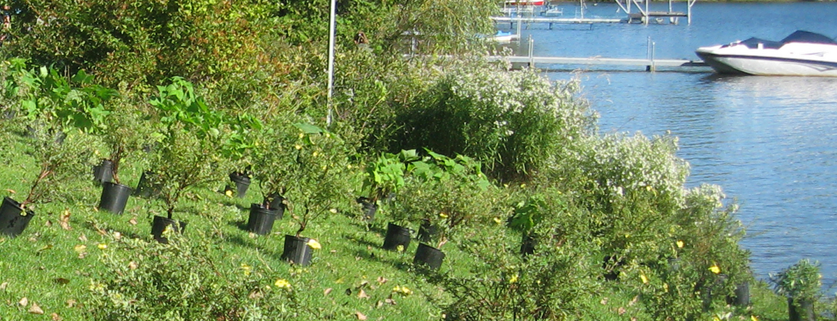 Communiqué - Renaturalisation des rives - Distribution de plants