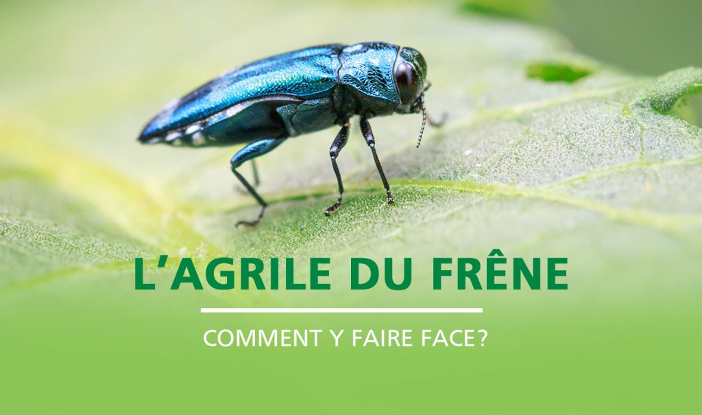 Diaporama d'accueil - Agrile du frêne