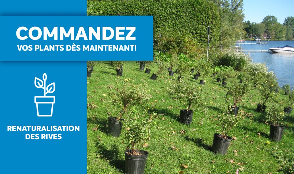 Renaturalisation des rives | Distribution d'arbustes