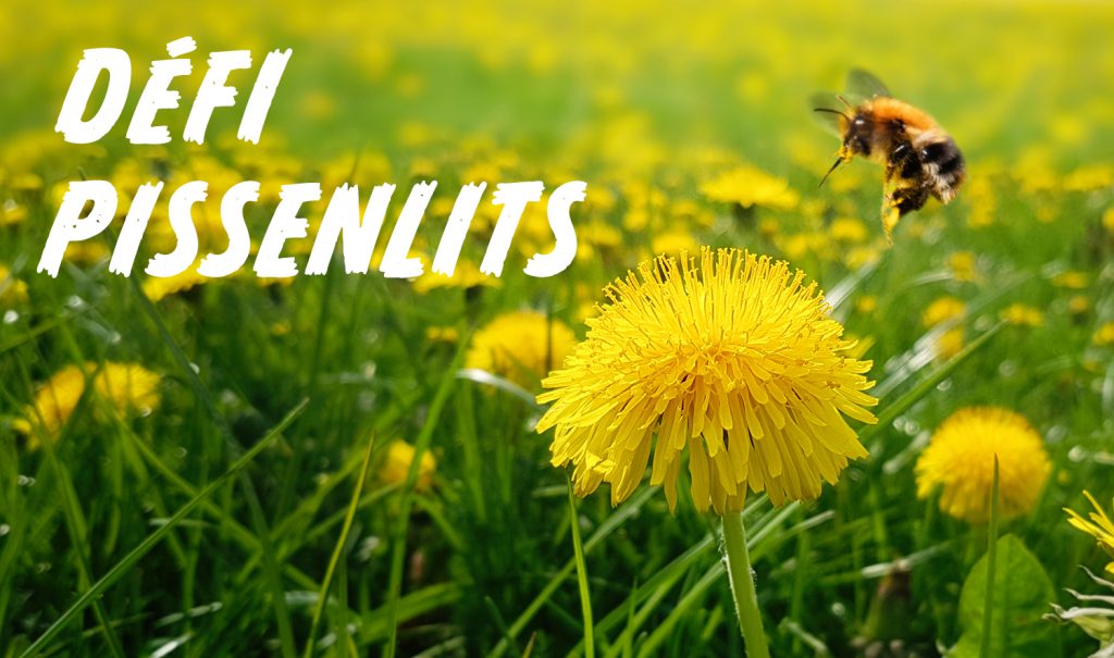 Défi pissenlits