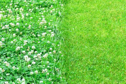 Communiqué - Invitation à la conférence Alternatives au gazon traditionnel