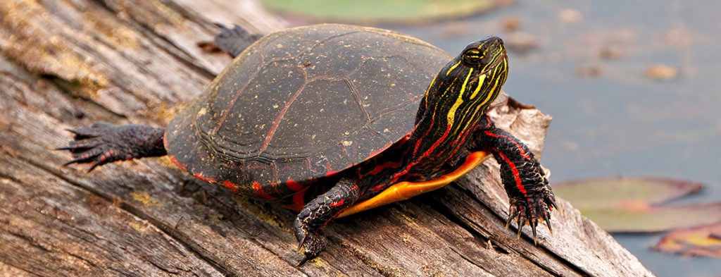Tortue peinte - Chrysemys picta