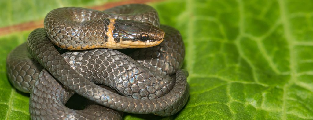 Espace Saint-Luc - Couleuvre à collier