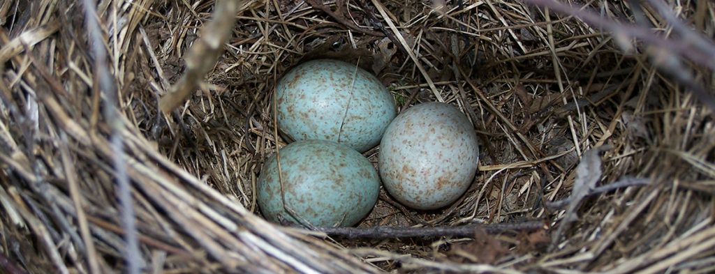 Espace Saint-Luc - Nid d'un Merle d'Amérique