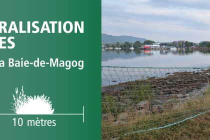 Communiqué - Renaturalisation des rives au parc de la Baie-de-Magog | Les travaux débutent cette semaine