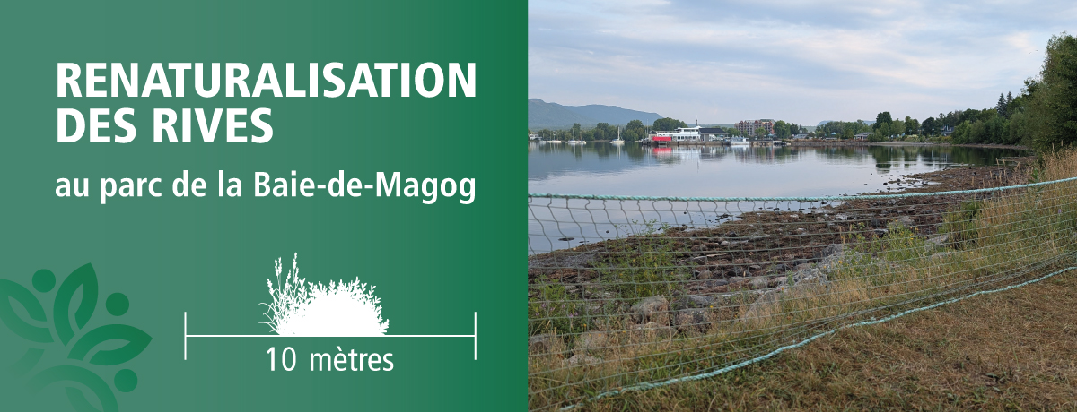 Communiqué - Renaturalisation des rives au parc de la Baie-de-Magog | Les travaux débutent cette semaine
