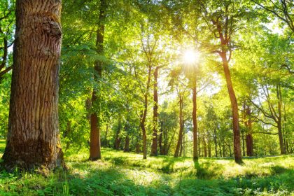 Conférence en ligne Les arbres : des alliés indispensables