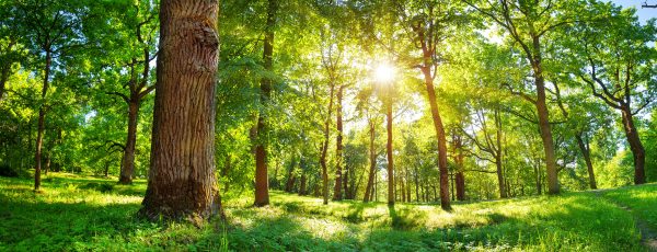 Conférence en ligne Les arbres : des alliés indispensables