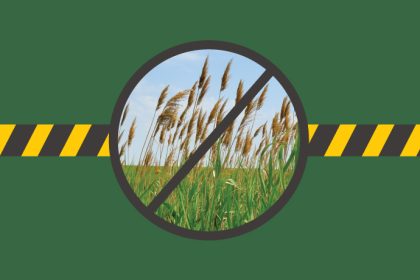 Lutte au phragmite | Prévenir la propagation de cette espèce exotique envahissante