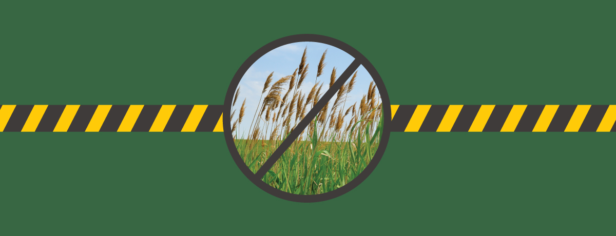 Lutte au phragmite | Prévenir la propagation de cette espèce exotique envahissante