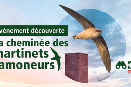 Communiqué - Événement découverte La cheminée des martinets ramoneurs | La population invitée à une conférence du Zoo de Granby