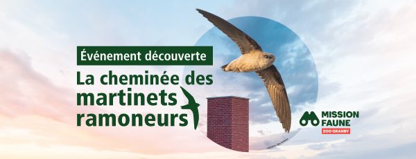 Communiqué - Événement découverte La cheminée des martinets ramoneurs | La population invitée à une conférence du Zoo de Granby